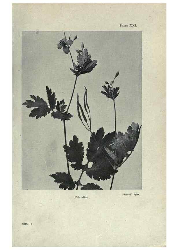 Reproducción/Reproduction 7944416780: Principal poisonous plants of Canada /. Ottawa :Dept. of Agriculture, Dominion Experimental Farms,1920.