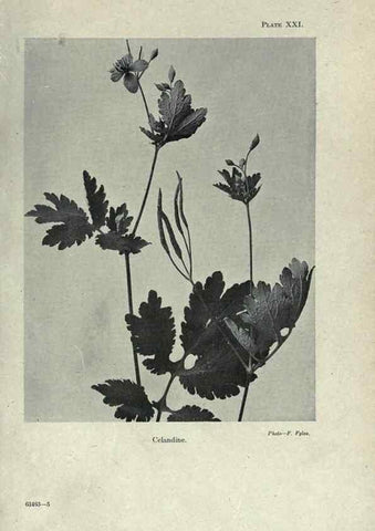 Reproducción/Reproduction 7944416780: Principal poisonous plants of Canada /. Ottawa :Dept. of Agriculture, Dominion Experimental Farms,1920.