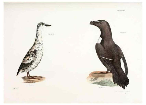 Reproducción/Reproduction 7894744056: Zoology of New York;. Albany :W. & A. White & J. Visscher :1842-44.