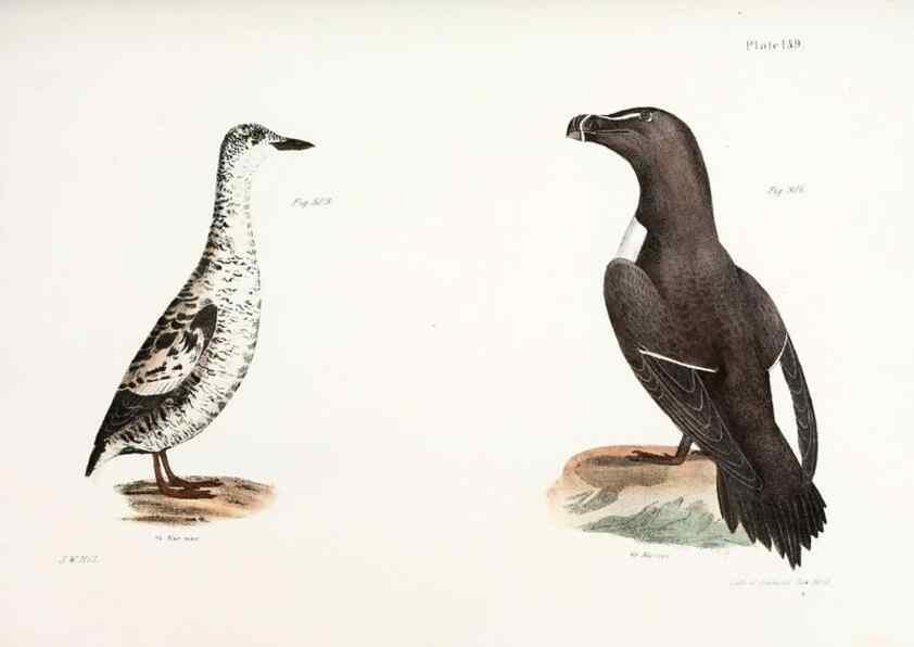 Reproducción/Reproduction 7894744056: Zoology of New York;. Albany :W. & A. White & J. Visscher :1842-44.