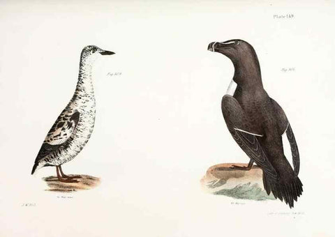Reproducción/Reproduction 7894744056: Zoology of New York;. Albany :W. & A. White & J. Visscher :1842-44.
