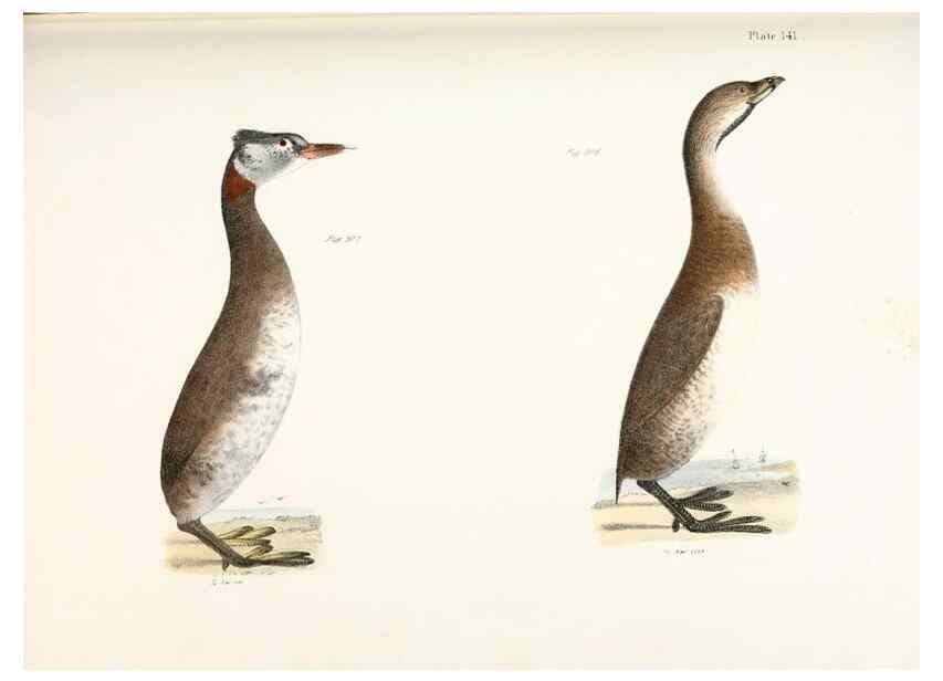 Reproducción/Reproduction 7894745666: Zoology of New York;. Albany :W. & A. White & J. Visscher :1842-44.