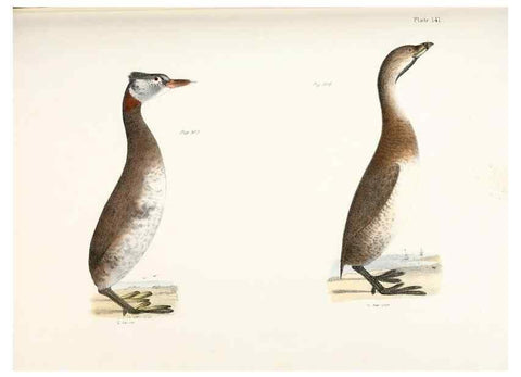 Reproducción/Reproduction 7894745666: Zoology of New York;. Albany :W. & A. White & J. Visscher :1842-44.