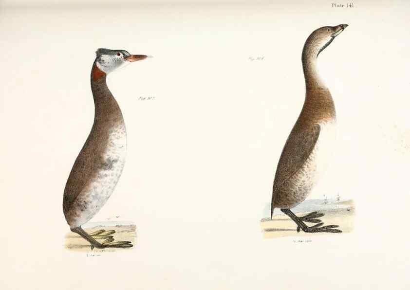 Reproducción/Reproduction 7894745666: Zoology of New York;. Albany :W. & A. White & J. Visscher :1842-44.