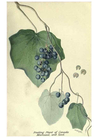 Reproducción/Reproduction 7944395484: Principal poisonous plants of Canada /. Ottawa :Dept. of Agriculture, Dominion Experimental Farms,1920.