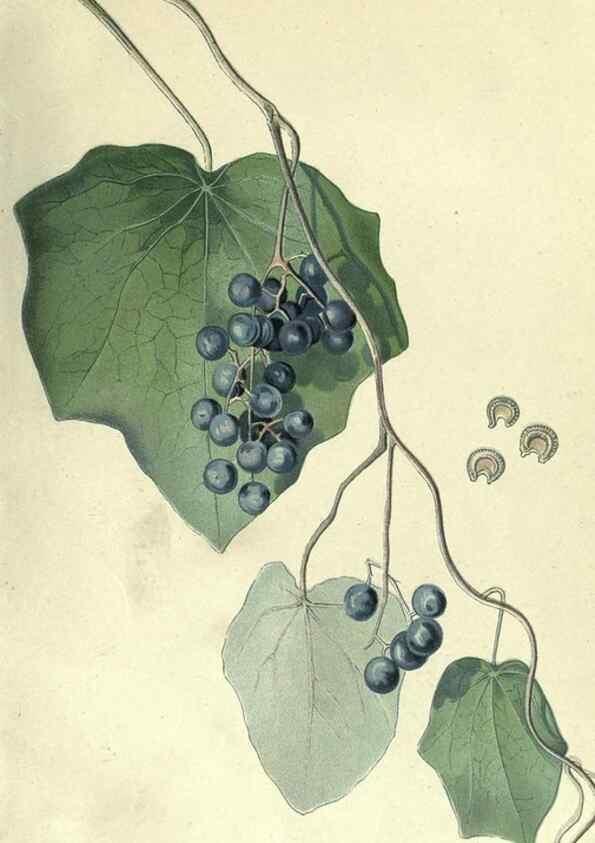 Reproducción/Reproduction 7944395484: Principal poisonous plants of Canada /. Ottawa :Dept. of Agriculture, Dominion Experimental Farms,1920.