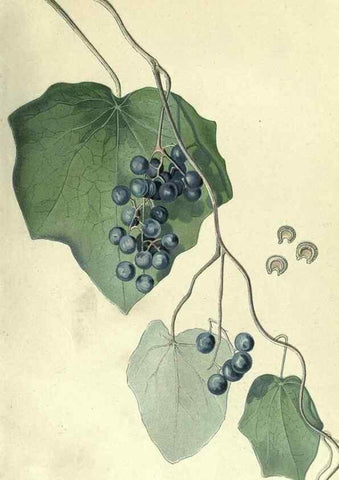 Reproducción/Reproduction 7944395484: Principal poisonous plants of Canada /. Ottawa :Dept. of Agriculture, Dominion Experimental Farms,1920.