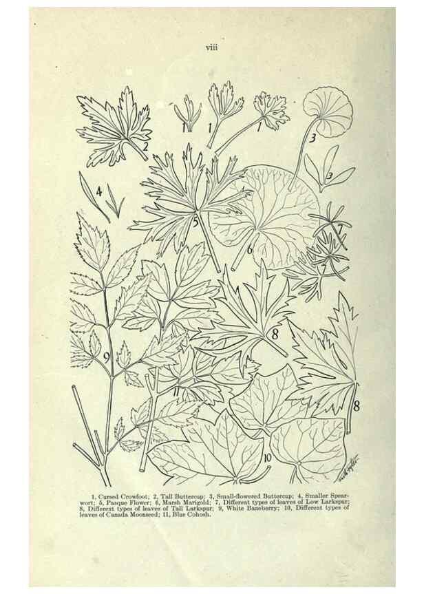 Reproducción/Reproduction 7944397124: Principal poisonous plants of Canada /. Ottawa :Dept. of Agriculture, Dominion Experimental Farms,1920.