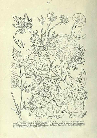 Reproducción/Reproduction 7944397124: Principal poisonous plants of Canada /. Ottawa :Dept. of Agriculture, Dominion Experimental Farms,1920.