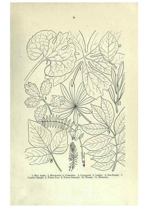 Reproducción/Reproduction 7944398050: Principal poisonous plants of Canada /. Ottawa :Dept. of Agriculture, Dominion Experimental Farms,1920.