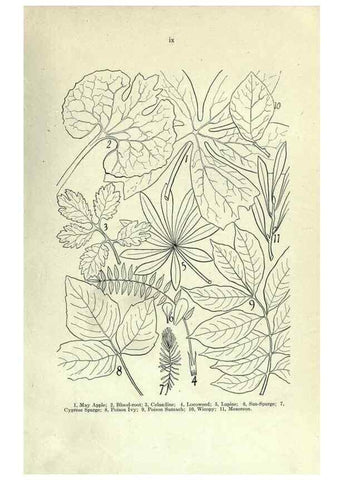 Reproducción/Reproduction 7944398050: Principal poisonous plants of Canada /. Ottawa :Dept. of Agriculture, Dominion Experimental Farms,1920.