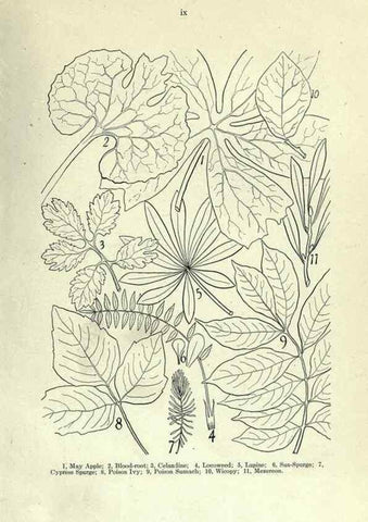 Reproducción/Reproduction 7944398050: Principal poisonous plants of Canada /. Ottawa :Dept. of Agriculture, Dominion Experimental Farms,1920.