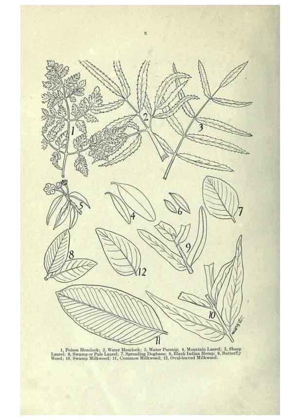 Reproducción/Reproduction 7944398818: Principal poisonous plants of Canada /. Ottawa :Dept. of Agriculture, Dominion Experimental Farms,1920.