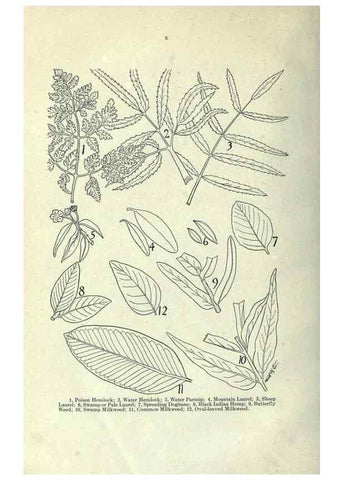 Reproducción/Reproduction 7944398818: Principal poisonous plants of Canada /. Ottawa :Dept. of Agriculture, Dominion Experimental Farms,1920.