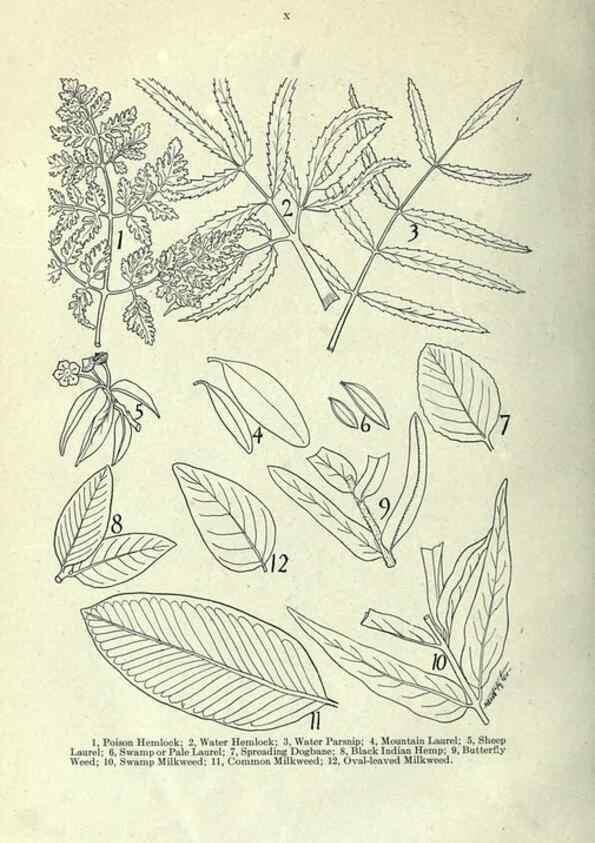 Reproducción/Reproduction 7944398818: Principal poisonous plants of Canada /. Ottawa :Dept. of Agriculture, Dominion Experimental Farms,1920.