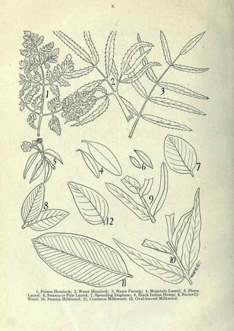 Reproducción/Reproduction 7944398818: Principal poisonous plants of Canada /. Ottawa :Dept. of Agriculture, Dominion Experimental Farms,1920.