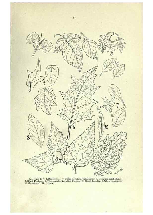 Reproducción/Reproduction 7944399668: Principal poisonous plants of Canada /. Ottawa :Dept. of Agriculture, Dominion Experimental Farms,1920.