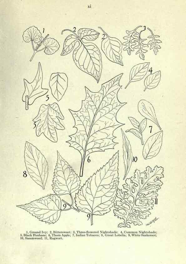 Reproducción/Reproduction 7944399668: Principal poisonous plants of Canada /. Ottawa :Dept. of Agriculture, Dominion Experimental Farms,1920.
