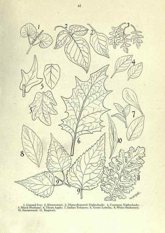 Reproducción/Reproduction 7944399668: Principal poisonous plants of Canada /. Ottawa :Dept. of Agriculture, Dominion Experimental Farms,1920.