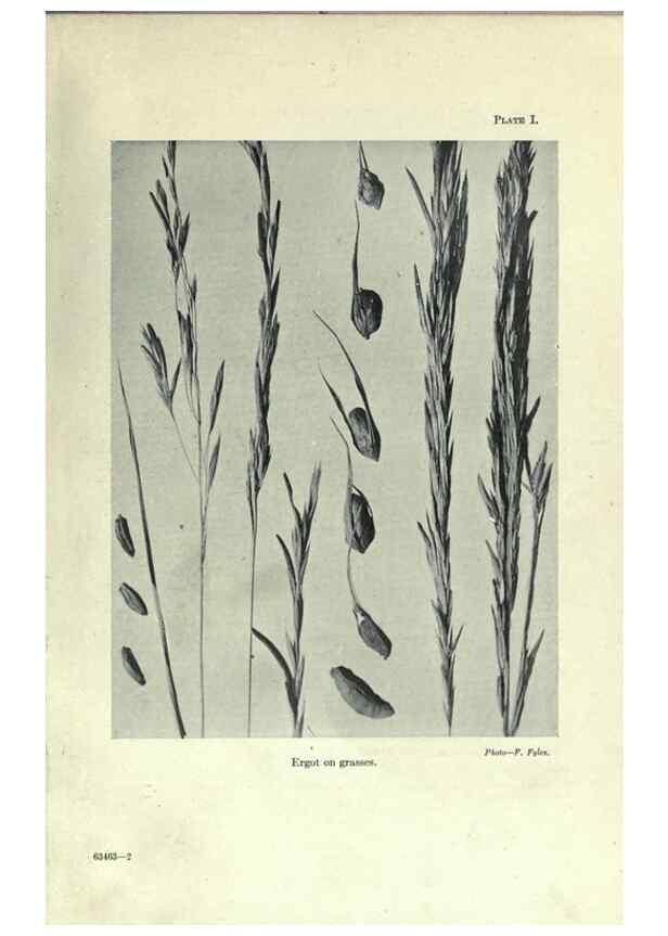 Reproducción/Reproduction 7944400400: Principal poisonous plants of Canada /. Ottawa :Dept. of Agriculture, Dominion Experimental Farms,1920.