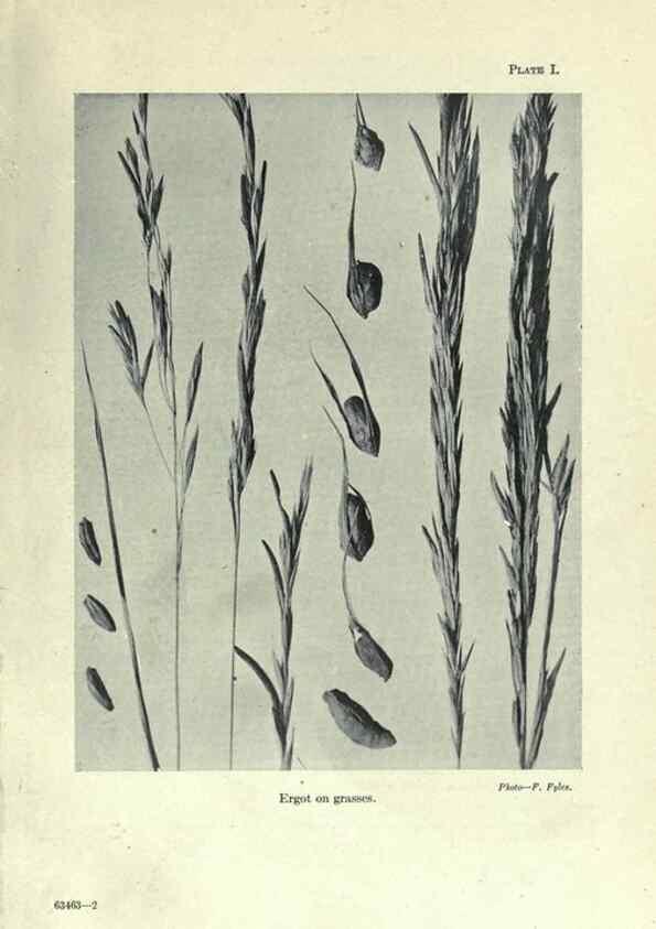 Reproducción/Reproduction 7944400400: Principal poisonous plants of Canada /. Ottawa :Dept. of Agriculture, Dominion Experimental Farms,1920.