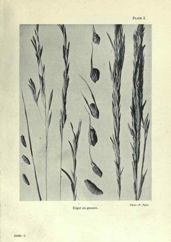 Reproducción/Reproduction 7944400400: Principal poisonous plants of Canada /. Ottawa :Dept. of Agriculture, Dominion Experimental Farms,1920.