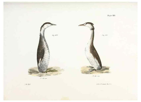 Reproducción/Reproduction 7894744712: Zoology of New York;. Albany :W. & A. White & J. Visscher :1842-44.