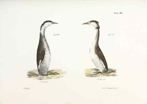 Reproducción/Reproduction 7894744712: Zoology of New York;. Albany :W. & A. White & J. Visscher :1842-44.