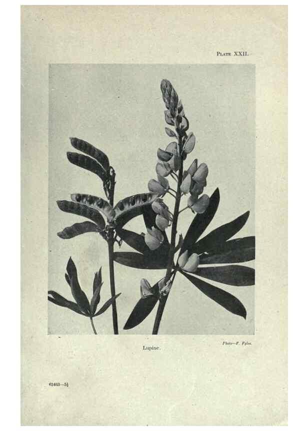 Reproducción/Reproduction 7944417506: Principal poisonous plants of Canada /. Ottawa :Dept. of Agriculture, Dominion Experimental Farms,1920.