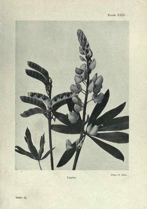 Reproducción/Reproduction 7944417506: Principal poisonous plants of Canada /. Ottawa :Dept. of Agriculture, Dominion Experimental Farms,1920.