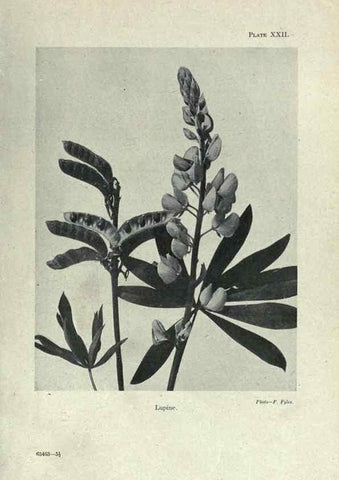 Reproducción/Reproduction 7944417506: Principal poisonous plants of Canada /. Ottawa :Dept. of Agriculture, Dominion Experimental Farms,1920.