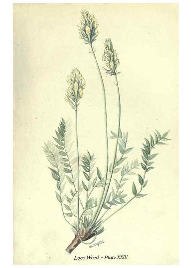 Reproducción/Reproduction 7944418170: Principal poisonous plants of Canada /. Ottawa :Dept. of Agriculture, Dominion Experimental Farms,1920.