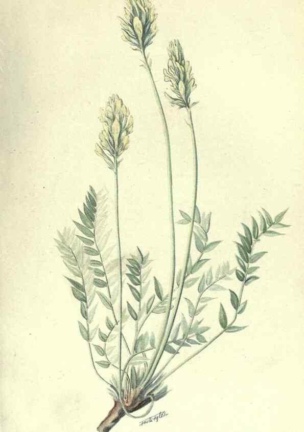 Reproducción/Reproduction 7944418170: Principal poisonous plants of Canada /. Ottawa :Dept. of Agriculture, Dominion Experimental Farms,1920.
