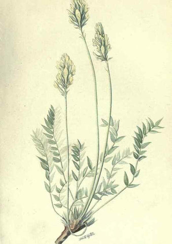 Reproducción/Reproduction 7944418170: Principal poisonous plants of Canada /. Ottawa :Dept. of Agriculture, Dominion Experimental Farms,1920.