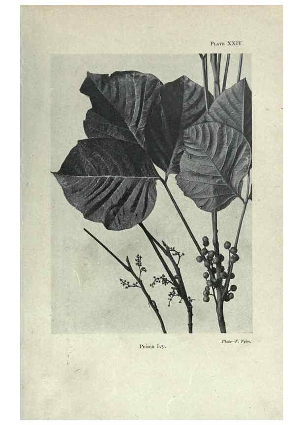 Reproducción/Reproduction 7944418948: Principal poisonous plants of Canada /. Ottawa :Dept. of Agriculture, Dominion Experimental Farms,1920.