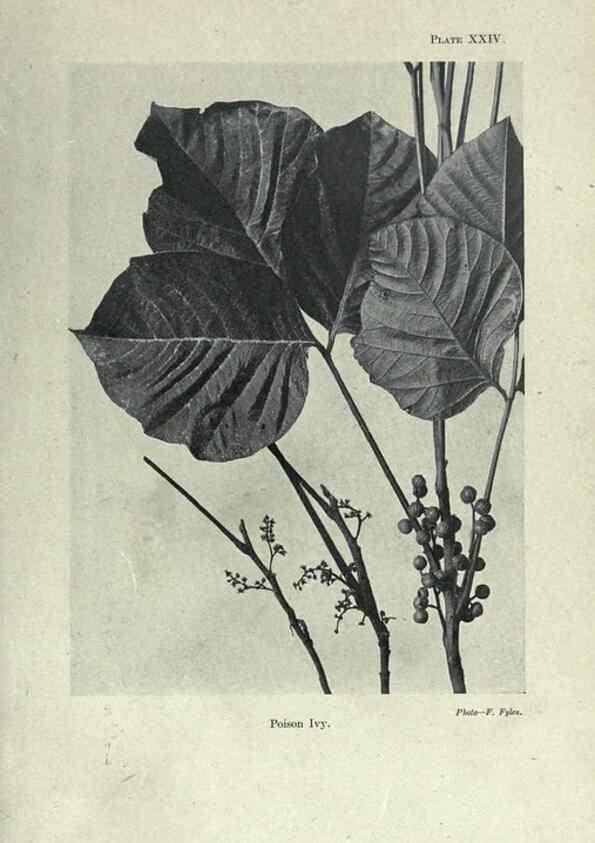 Reproducción/Reproduction 7944418948: Principal poisonous plants of Canada /. Ottawa :Dept. of Agriculture, Dominion Experimental Farms,1920.