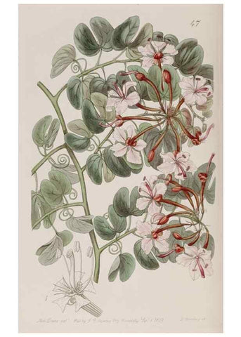 Reproducción/Reproduction 7949454802: Edwards's botanical register.. London :James Ridgway,1829-1847.
