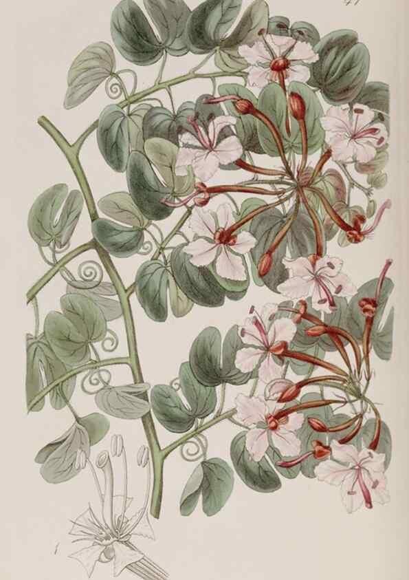Reproducción/Reproduction 7949454802: Edwards's botanical register.. London :James Ridgway,1829-1847.