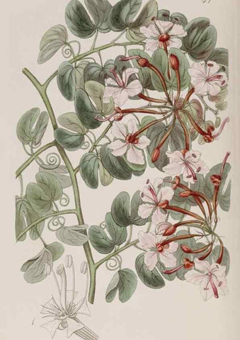 Reproducción/Reproduction 7949454802: Edwards's botanical register.. London :James Ridgway,1829-1847.