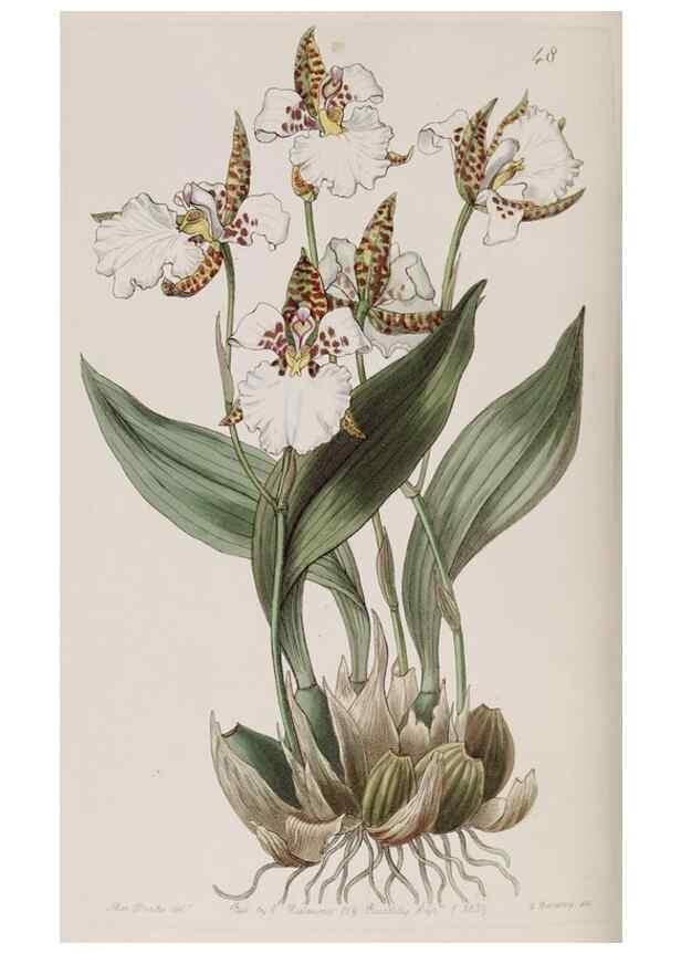 Reproducción/Reproduction 7949455740: Edwards's botanical register.. London :James Ridgway,1829-1847.