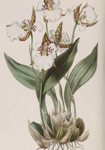 Reproducción/Reproduction 7949455740: Edwards's botanical register.. London :James Ridgway,1829-1847.