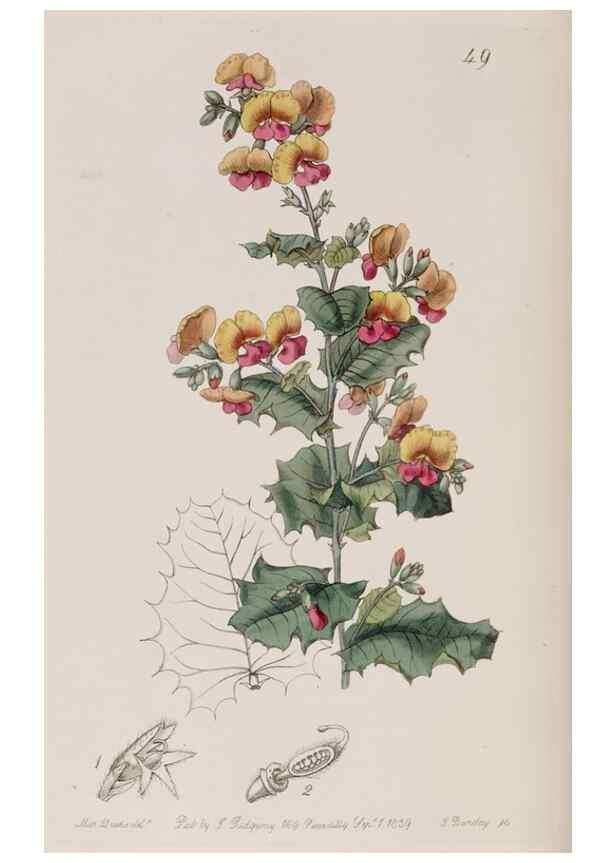 Reproducción/Reproduction 7949486830: Edwards's botanical register.. London :James Ridgway,1829-1847.