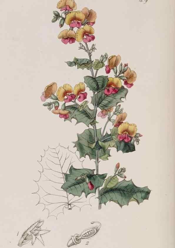 Reproducción/Reproduction 7949486830: Edwards's botanical register.. London :James Ridgway,1829-1847.