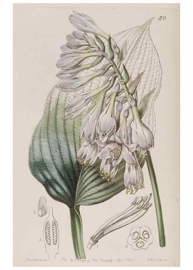 Reproducción/Reproduction 7949487488: Edwards's botanical register.. London :James Ridgway,1829-1847.