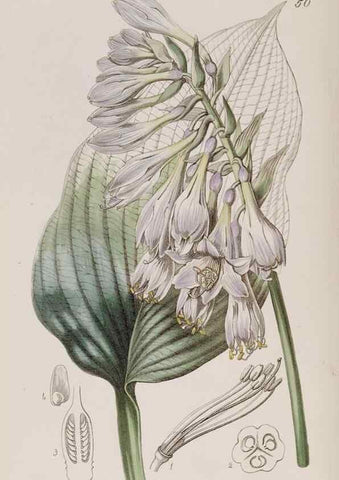 Reproducción/Reproduction 7949487488: Edwards's botanical register.. London :James Ridgway,1829-1847.