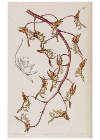Reproducción/Reproduction 7949488176: Edwards's botanical register.. London :James Ridgway,1829-1847.