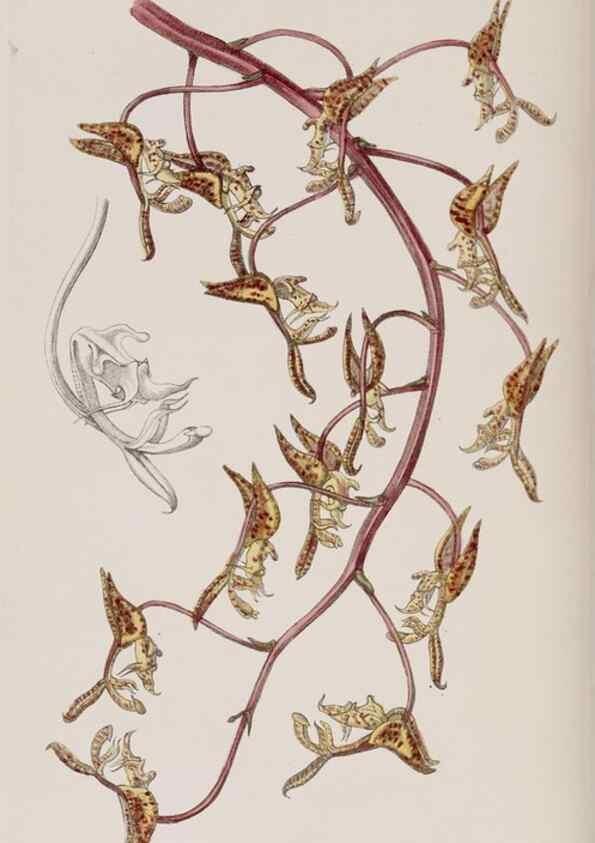 Reproducción/Reproduction 7949488176: Edwards's botanical register.. London :James Ridgway,1829-1847.
