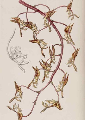 Reproducción/Reproduction 7949488176: Edwards's botanical register.. London :James Ridgway,1829-1847.