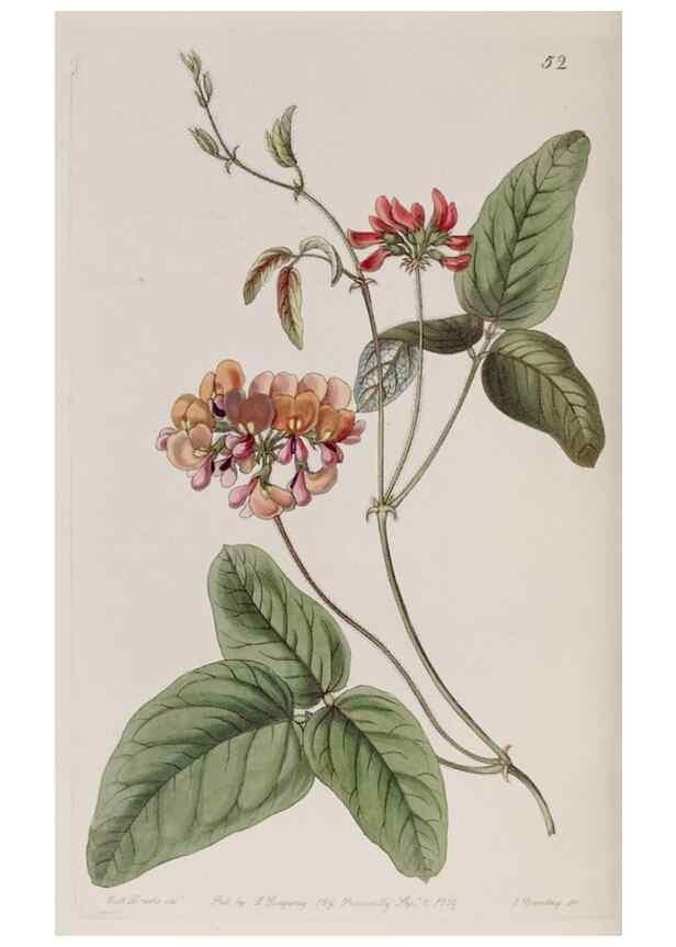 Reproducción/Reproduction 7949488908: Edwards's botanical register.. London :James Ridgway,1829-1847.