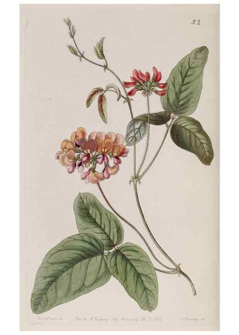 Reproducción/Reproduction 7949488908: Edwards's botanical register.. London :James Ridgway,1829-1847.